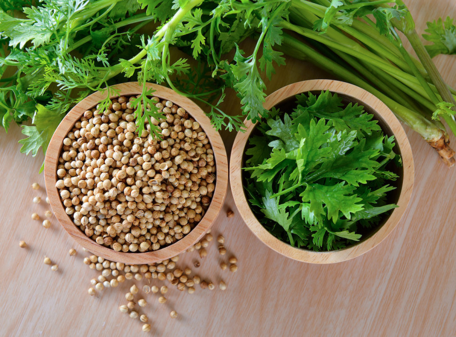 cilantro | herbs aid health